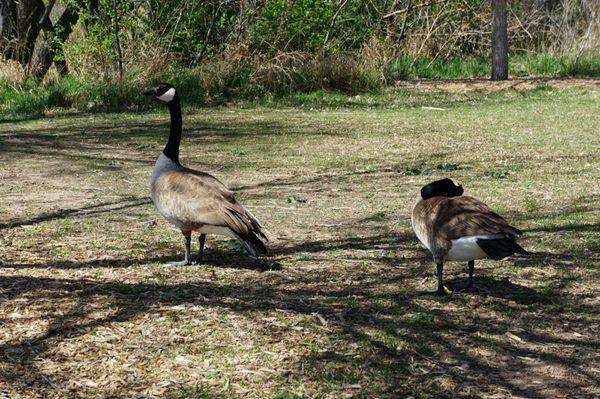 Geese