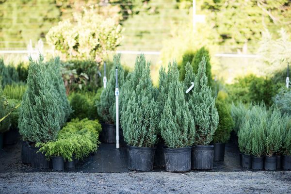 A shipment of plants waiting to be installed at a client's home.