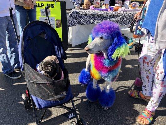 Such a sweet poodle!