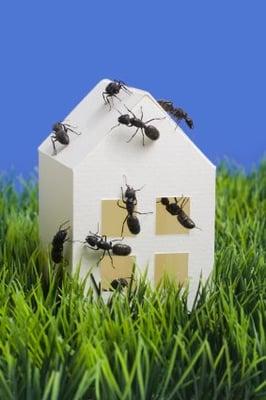 Pest Control, Termite Exterminators, Flea Tick Control, Lawn Tree Pest, Animal Removal