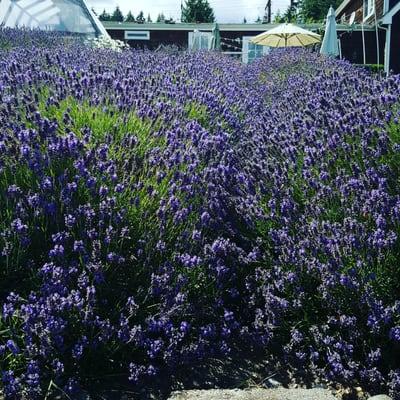 Very fragrant and beautiful lavender here! And of course lots of bees too!