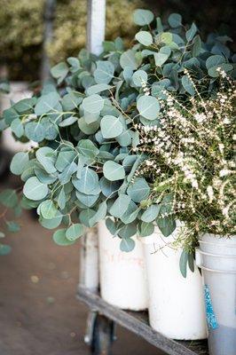 We specialize in Silver Dollar Eucalyptus, as well as varieties such as Gunni, Baby Blue, True Blue, Parvifolia, and more.