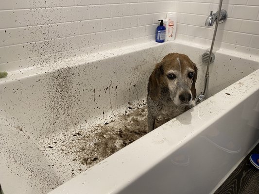 Max getting a Mud bath - he shook!