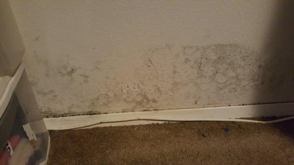 That's just one wall. There was mold through the back of my dressers also.