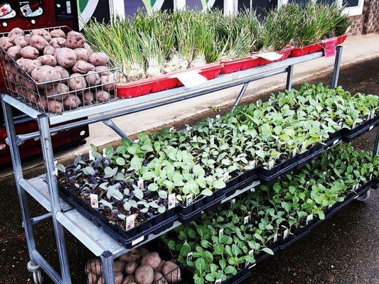 Spring garden veggies