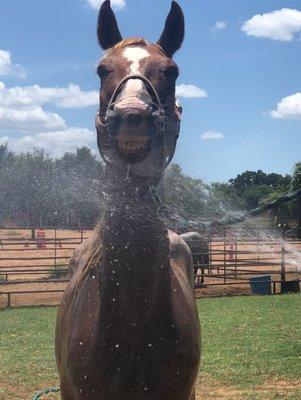 This picture makes me laugh every time! Remi is smiling as we hose him down after his workout.