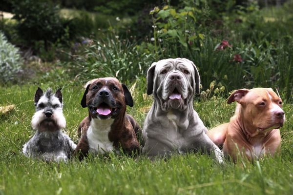 Miniature Schnauze, Pit Bull, Mastiff, Pit Bull | Greenville Dog Training