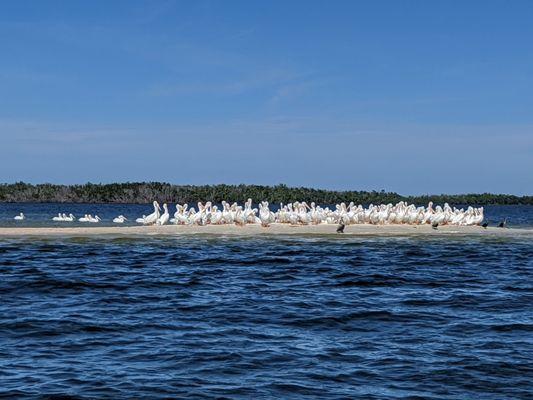 White pelican flock