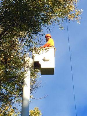 AAA Tree Service