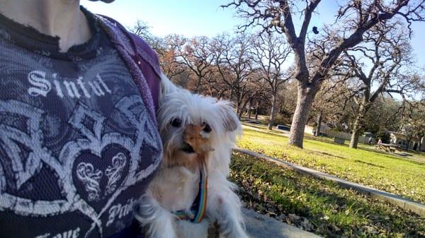 Can your dog look this cute with leaves on their face?  No. I didn't think so.