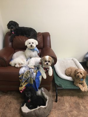 Relaxing in our playroom where most daycare doggies play!