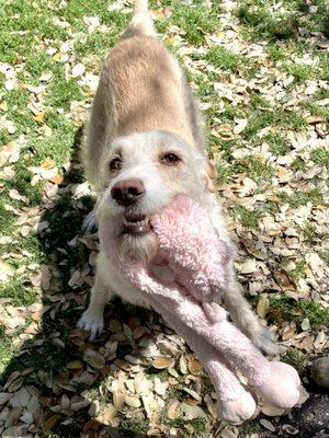 Sandi the poodle pointer rescue dog