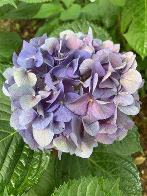 Beautiful Hydrangeas