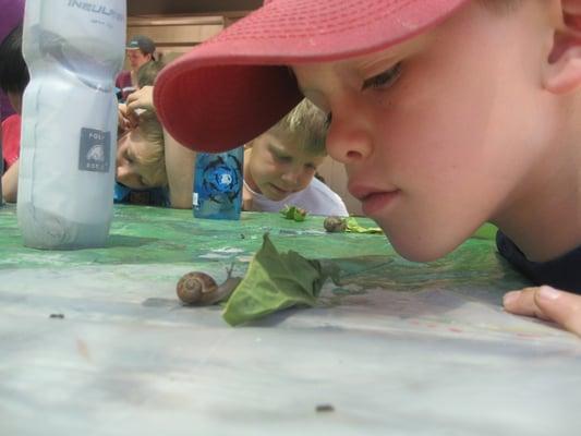 Snail Races...the anticipation was intense!