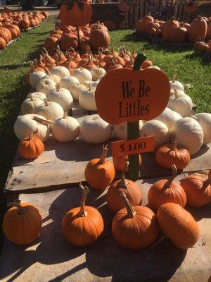 10/9/17. Late Monday afternoon. Annual Pumpkin Patch! Hot 93 degrees now. Not exactly Pumpkin Spice Latte weather. Still fantastic, though!