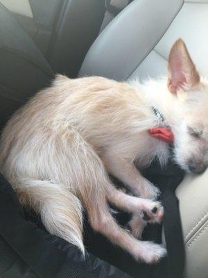 5 minutes after leaving doggy daycare - one exhausted little guy!