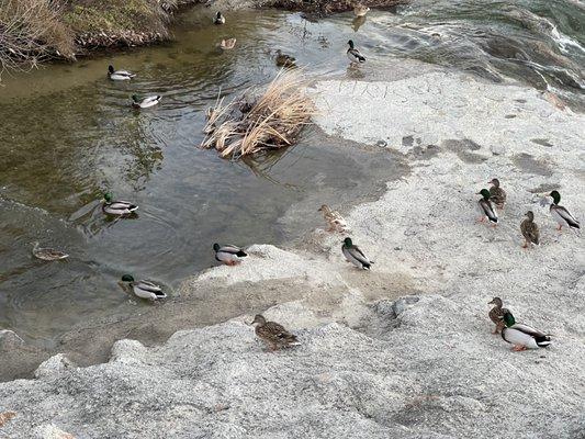 Creek duck pond