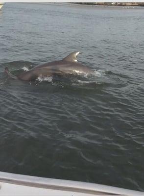 Dolphins were swimming really close to us!