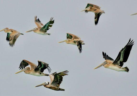 Pelicans were rescued and released by SBWCN