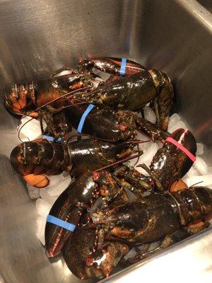 Westport Lobster