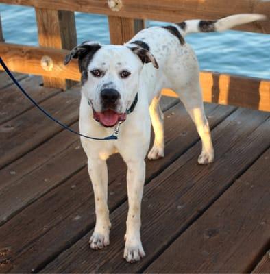 Indy - Lab/Mastiff Mix - Available for adoption