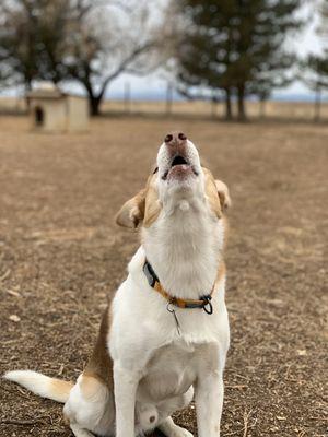 Leo expressing how he feels about Monday's.