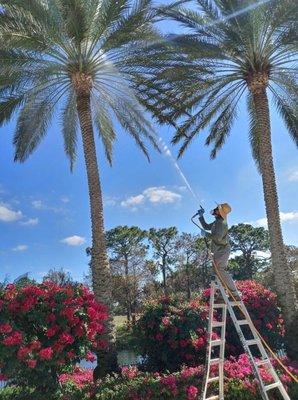 Palm Tree Fertilization