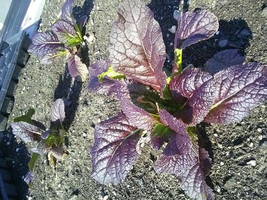 Mustard Greens!