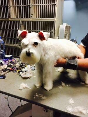 Schnauzer cut on our girl lady.