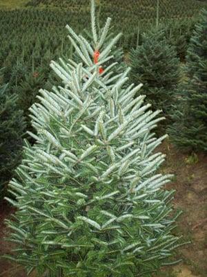 Fraser Fir