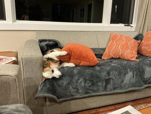 Exhausted after Woofhaus