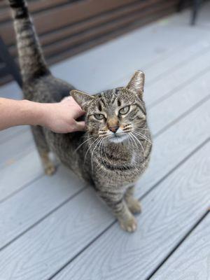 Friendly neighborhood cat