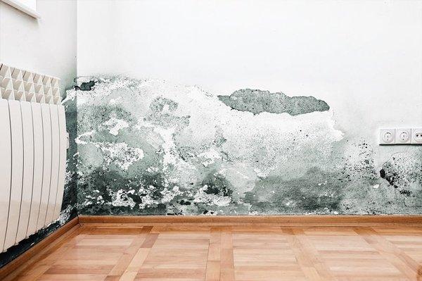 Mold Remediation Services