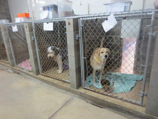 View from inside the kennel with door leading out to the outdoor portion.