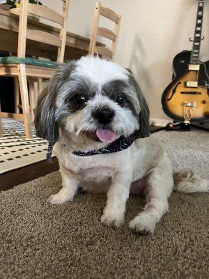 Milo looking handsome and silly after his haircut.