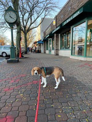 Jack  loves to hang out near LB&G