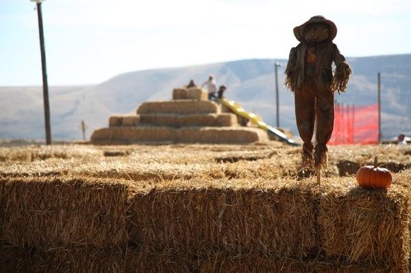 the little kids haystack maze in october