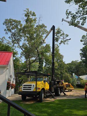 Big rotten oak coming down.