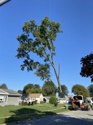 So cool how it was carefully lifted over the house and set on the front yard to be chopped up for mulch