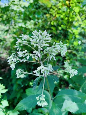 Plant found on trail