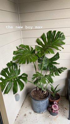 Monstera