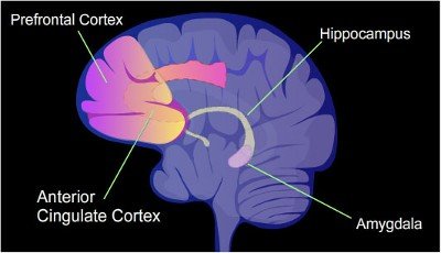 Magic Button Mindfulness Calms the Amygdala (fear center of the brain) to think clearly.