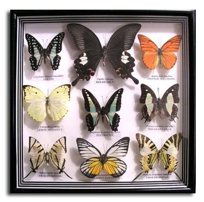 A selection of 9 framed butterflies for display