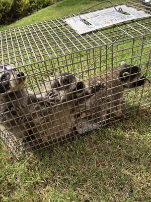 #raccoonremoval raccoon removal