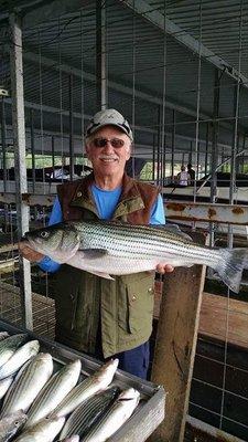 Catching big striper in afternoons