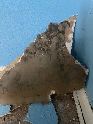 Toxic Black Mold (Stachybotrys chartarum)