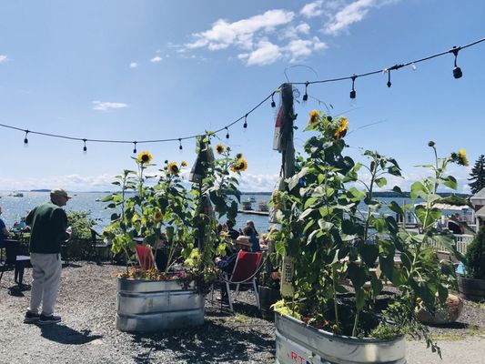 Sunflowers abound