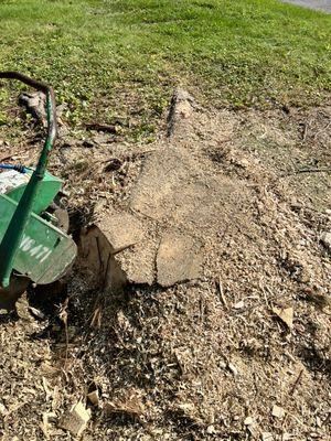 28" pine stump 9/2023 before