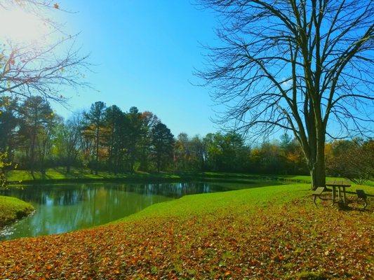 Picnic tables by catch and release pond