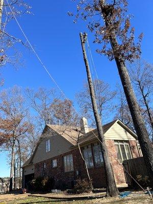 Oak removal